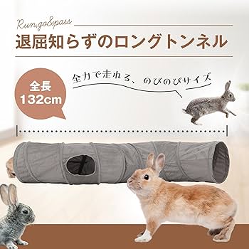 夢うさぎ　準備中 子うさぎが8匹入店しました‼️＆飼い主様が決まりました